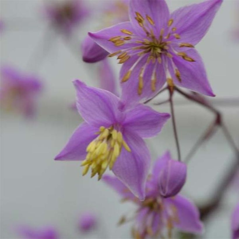 Thalictrum delavayi Hinckley (Flowering)