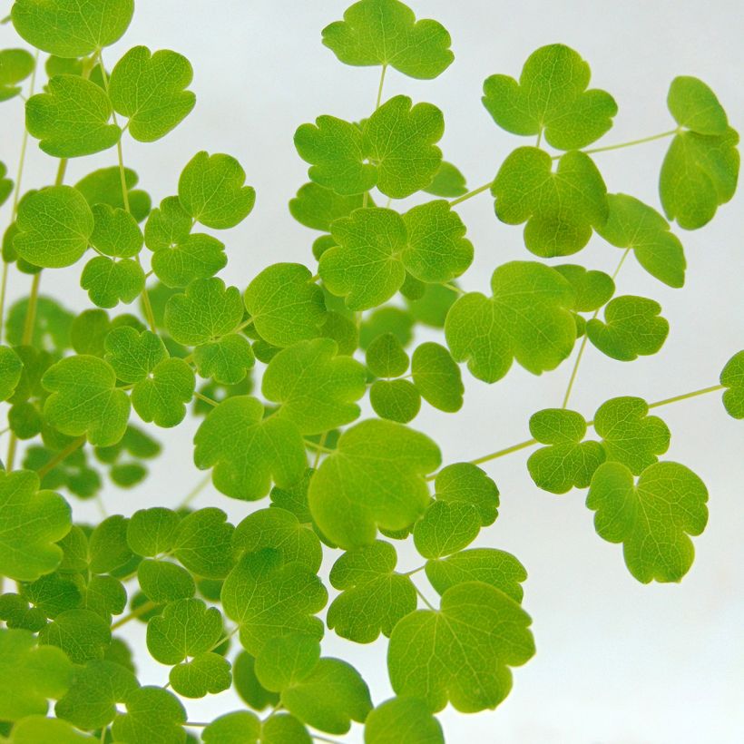 Thalictrum delavayi Splendide Album  (Foliage)