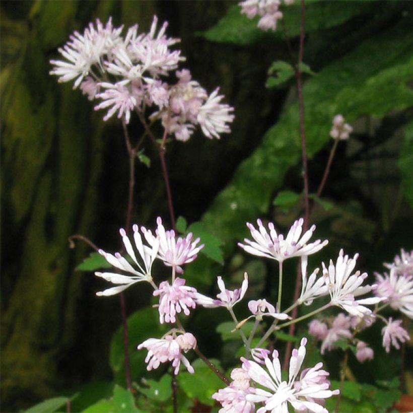 Thalictrum kiusianum - Pigamon nain (Flowering)