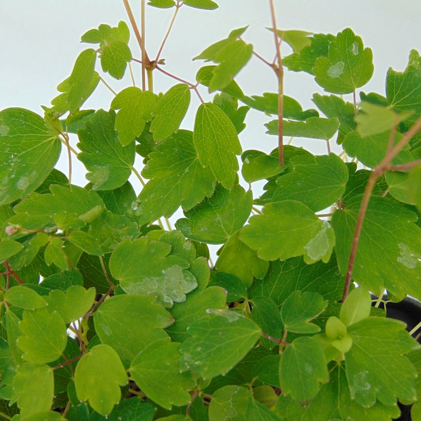 Thalictrum kiusianum - Pigamon nain (Foliage)