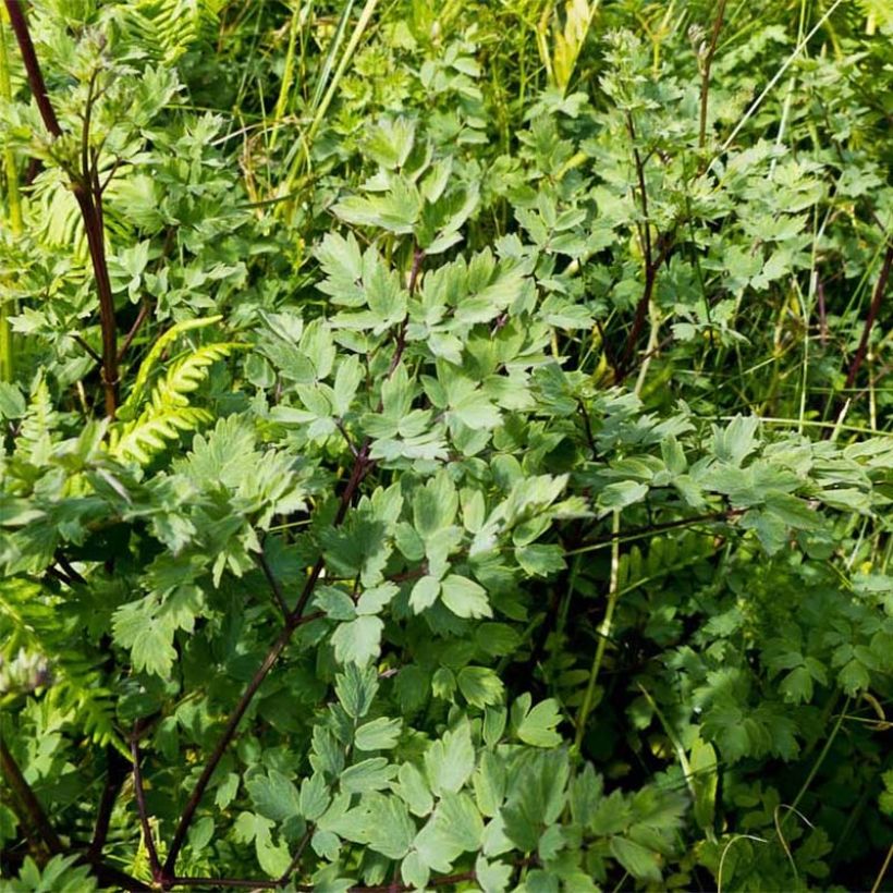 Thalictrum minus Adiantifolium - Petit Pigamon (Foliage)