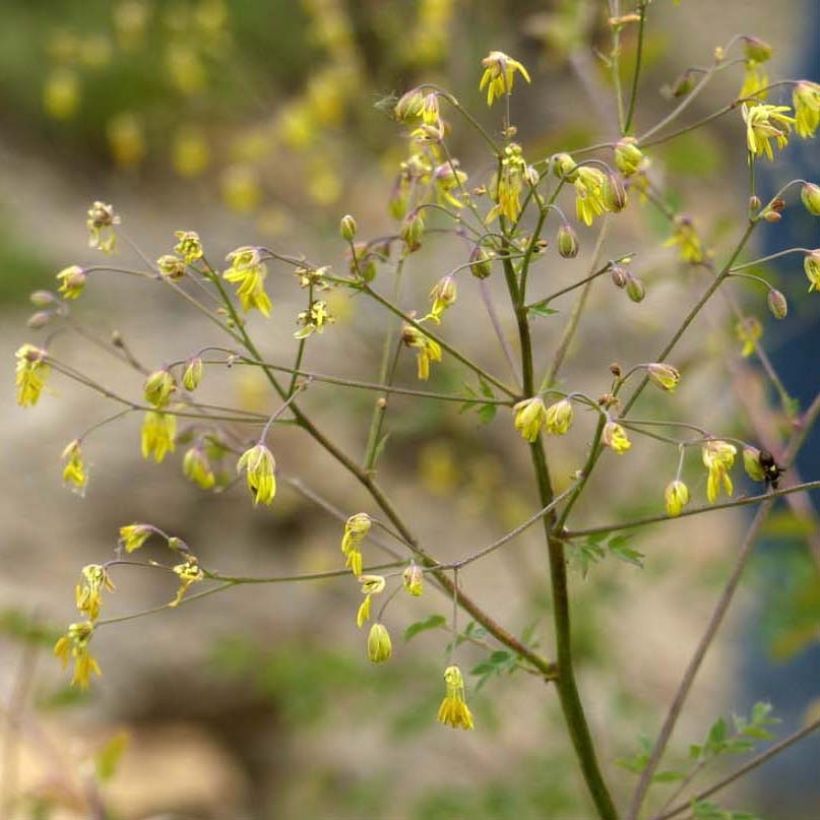 Thalictrum minus Adiantifolium - Petit Pigamon (Flowering)