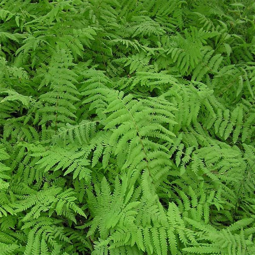 Thelypteris palustris - Fougère des marais (Foliage)