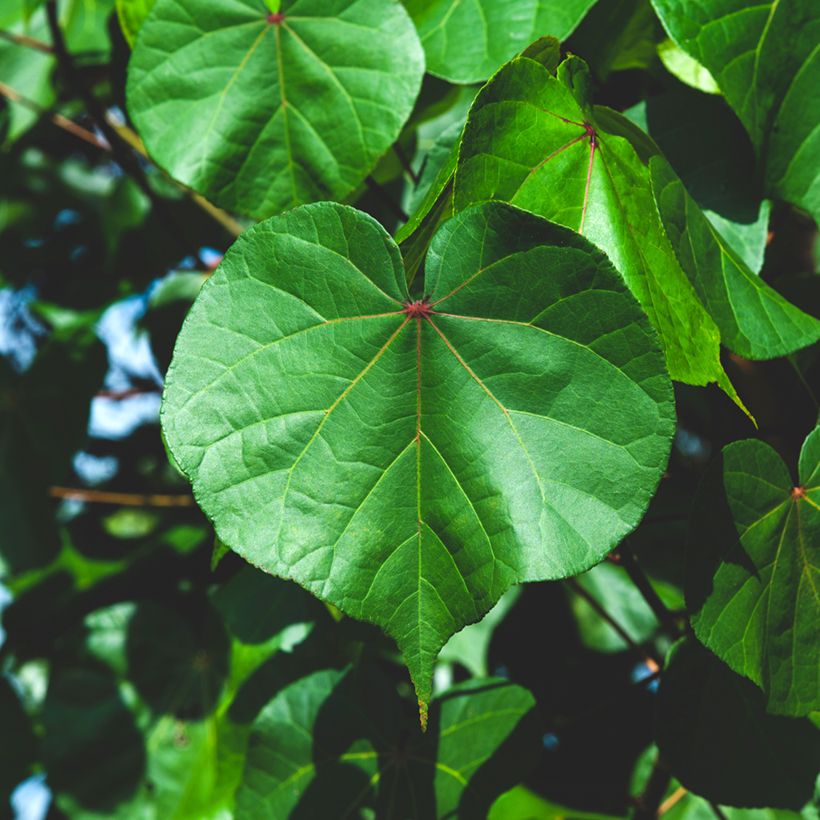 Thespesia populnea - Bois de rose d'Océanie (Foliage)