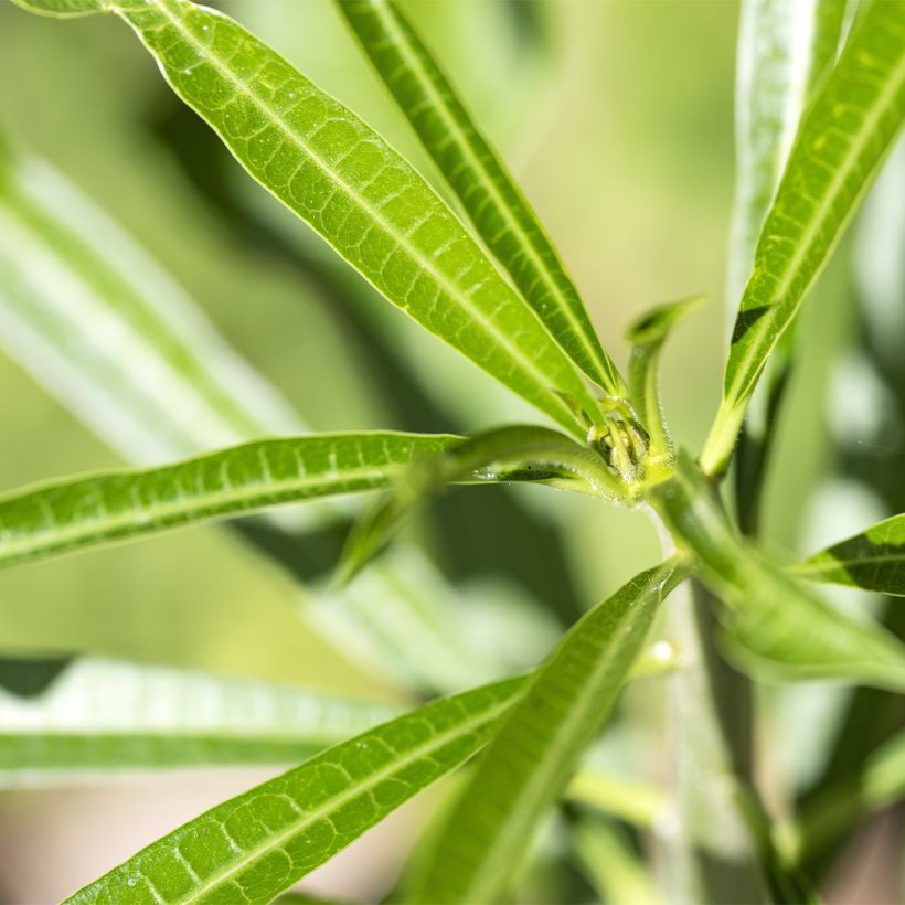 Thevetia peruviana - Thévétia du Pérou ou Laurier jaune (Foliage)