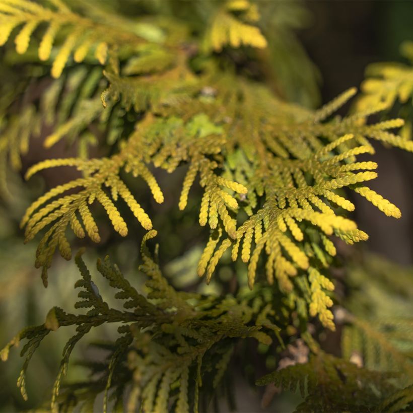 Thuya du Canada - Thuja occidentalis Amber Glow (Foliage)