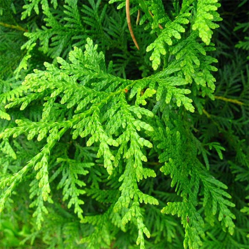 Thuya du Canada - Thuja occidentalis Brabant  (Foliage)