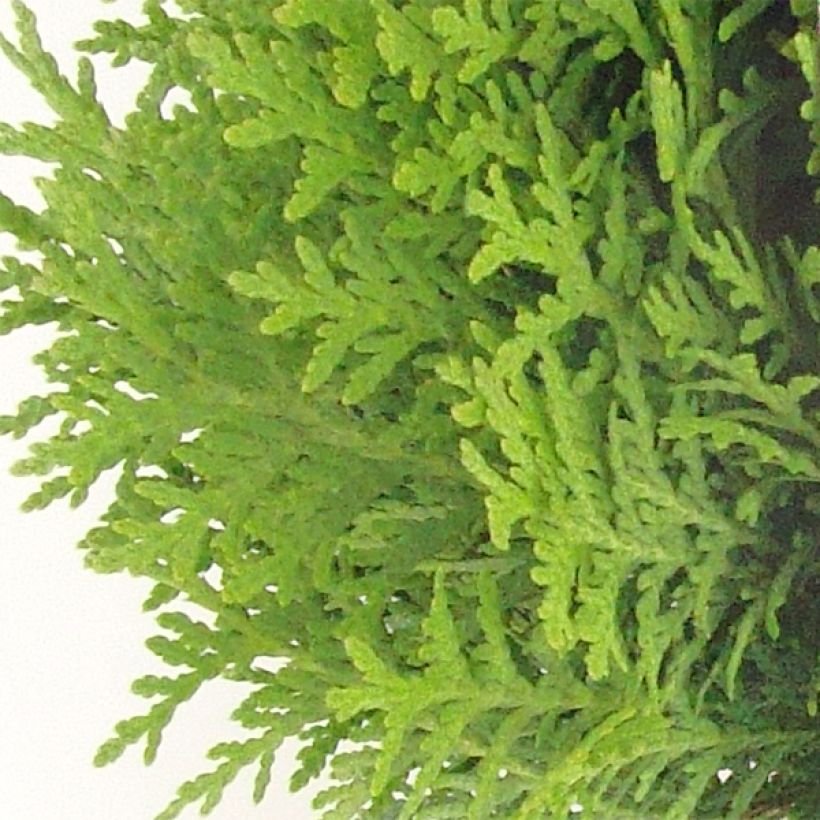 Thuya du Canada - Thuja occidentalis Danica (Foliage)