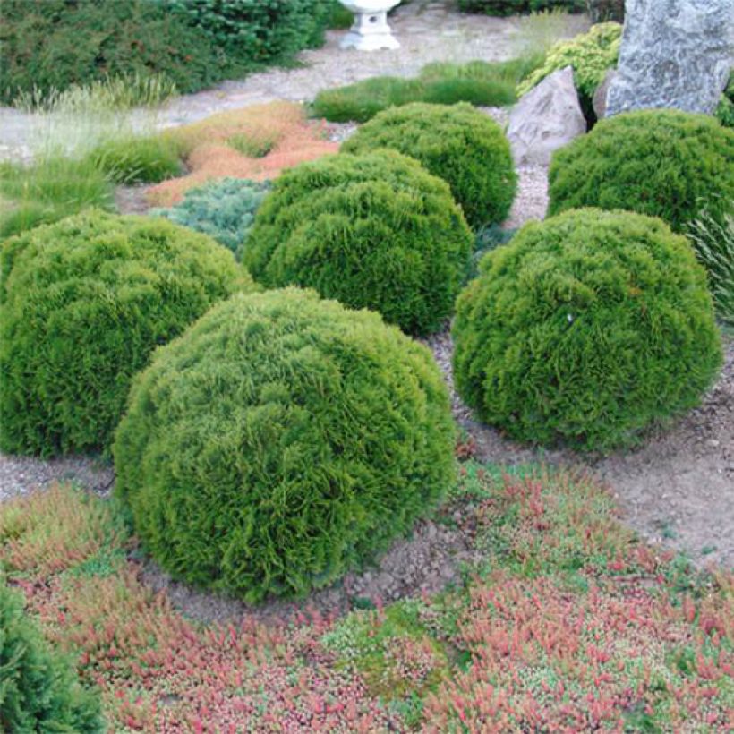Thuya du Canada - Thuja occidentalis Danica (Plant habit)