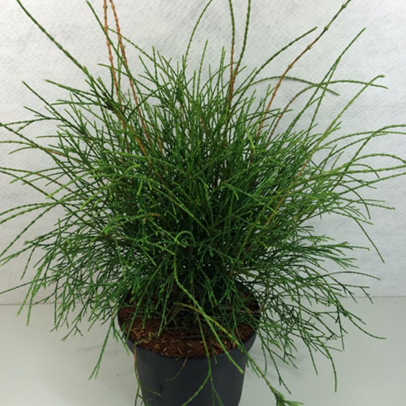 Thuya du Canada - Thuja occidentalis Filiformis                    (Plant habit)