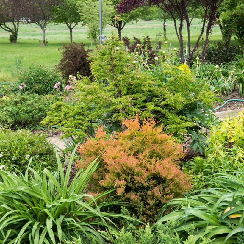 Thuya du Canada - Thuja occidentalis Fire Chief (Plant habit)
