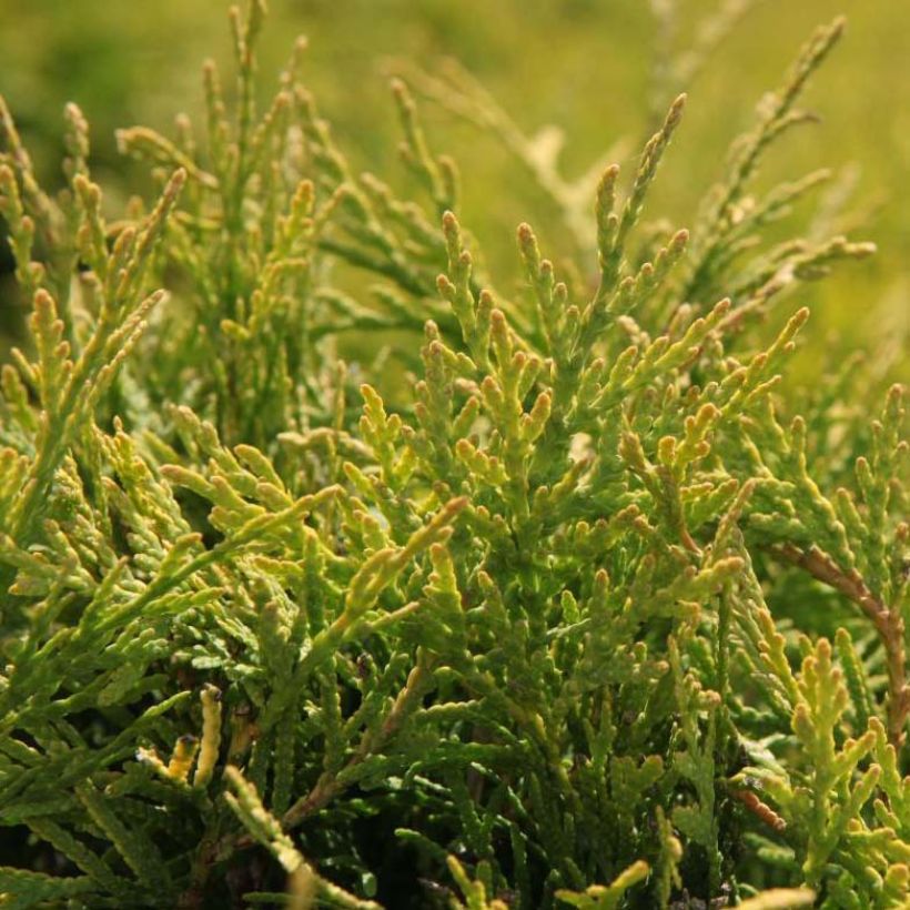 Thuya du Canada - Thuja occidentalis Golden Globe (Foliage)
