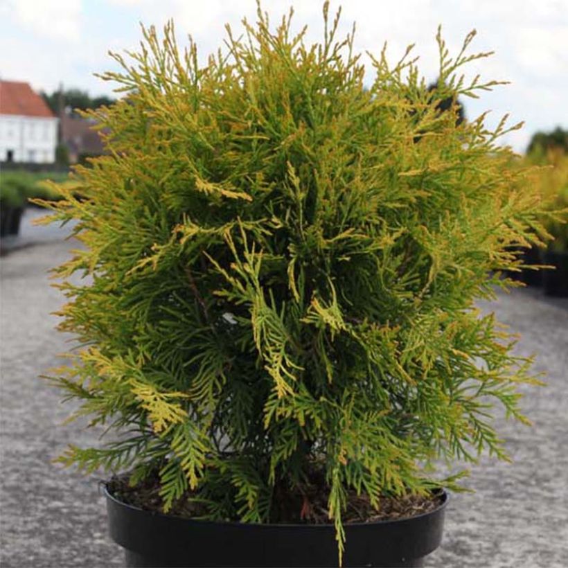 Thuya du Canada - Thuja occidentalis Golden Globe (Plant habit)