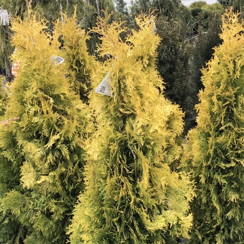Thuya du Canada - Thuja occidentalis Jantar (Plant habit)