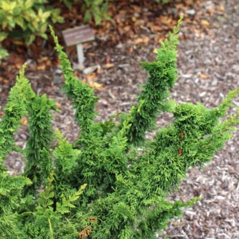 Thuya du Canada - Thuja occidentalis Malonyana Holub (Foliage)