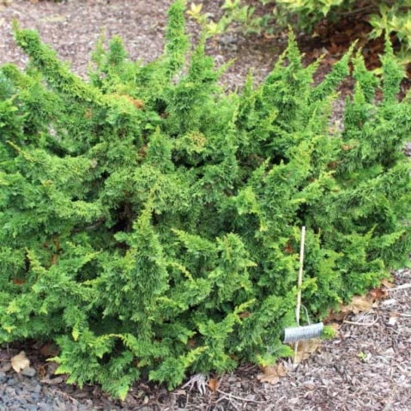 Thuya du Canada - Thuja occidentalis Malonyana Holub (Plant habit)