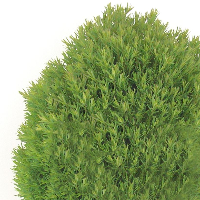 Thuja occidentalis Teddy - Thuya du Canada                        (Plant habit)
