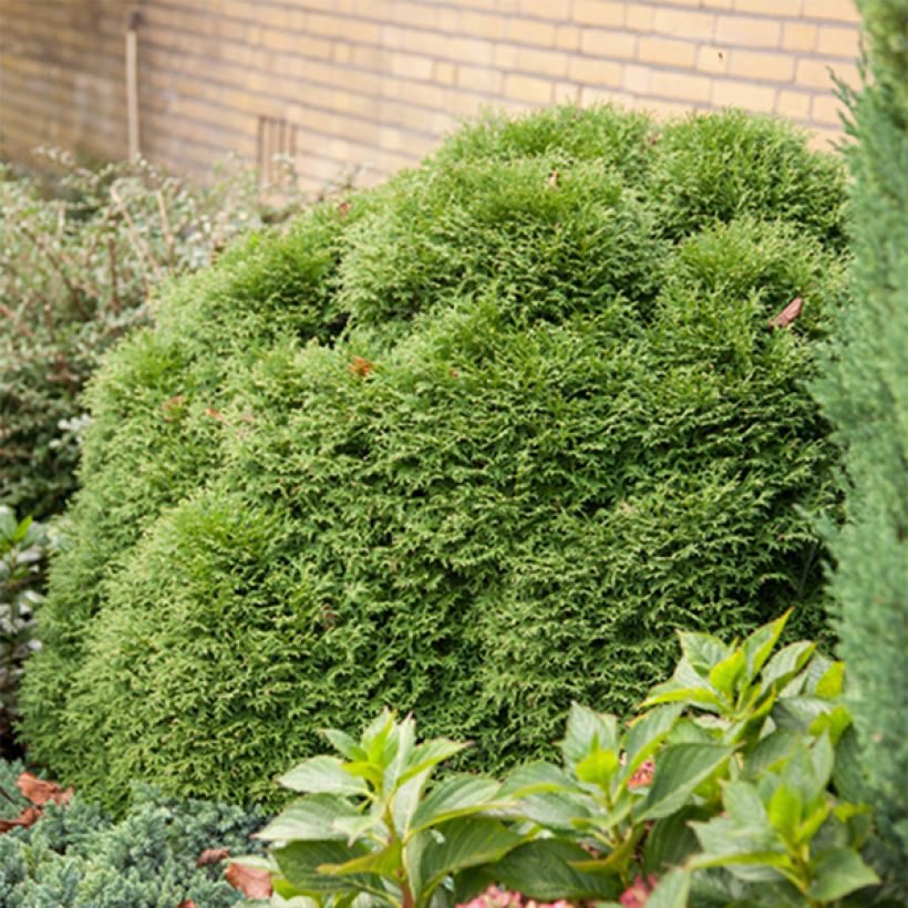 Thuya du Canada - Thuja occidentalis Tiny Tim (Plant habit)