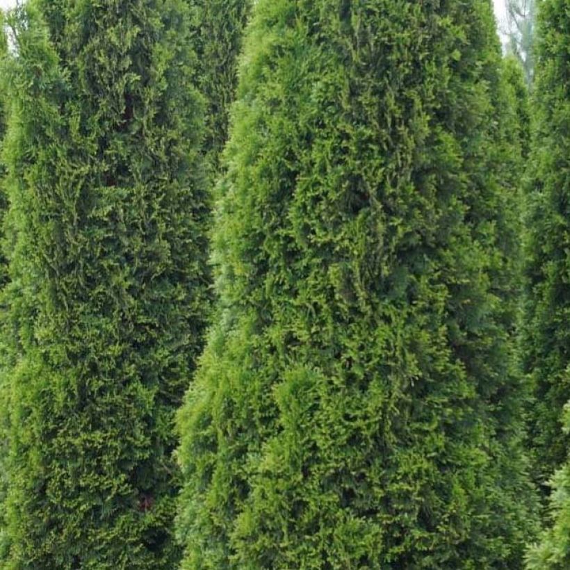 Thuja occidentalis Totem Smaragd - Thuya du Canada (Foliage)