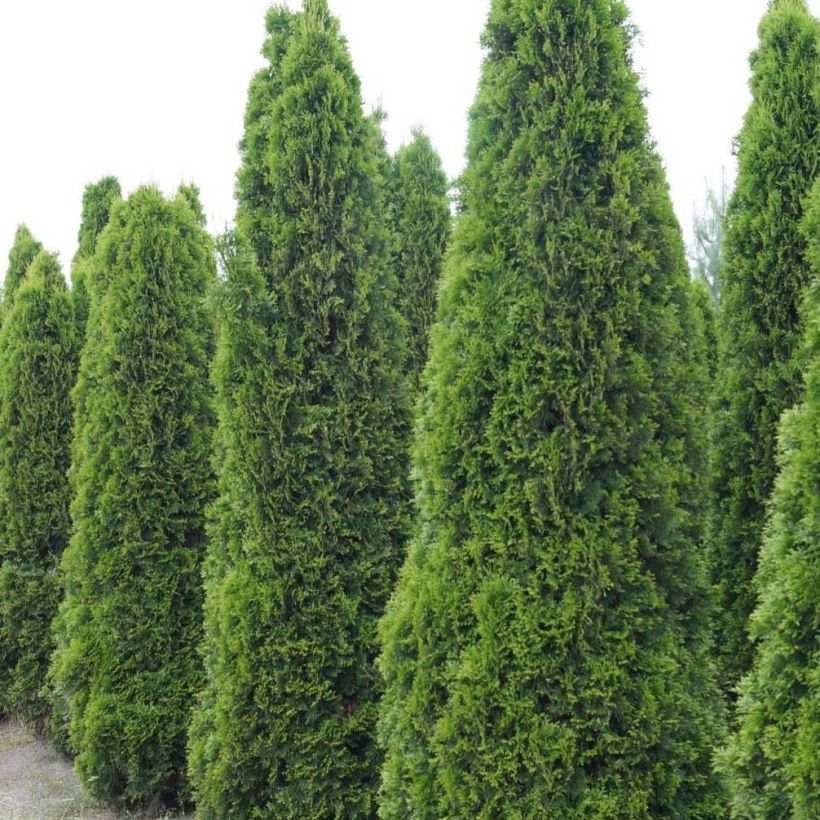 Thuja occidentalis Totem Smaragd - Thuya du Canada (Plant habit)