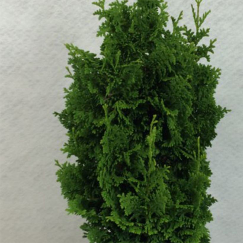 Thuya du Canada - Thuja occidentalis Zmatlik                      (Foliage)
