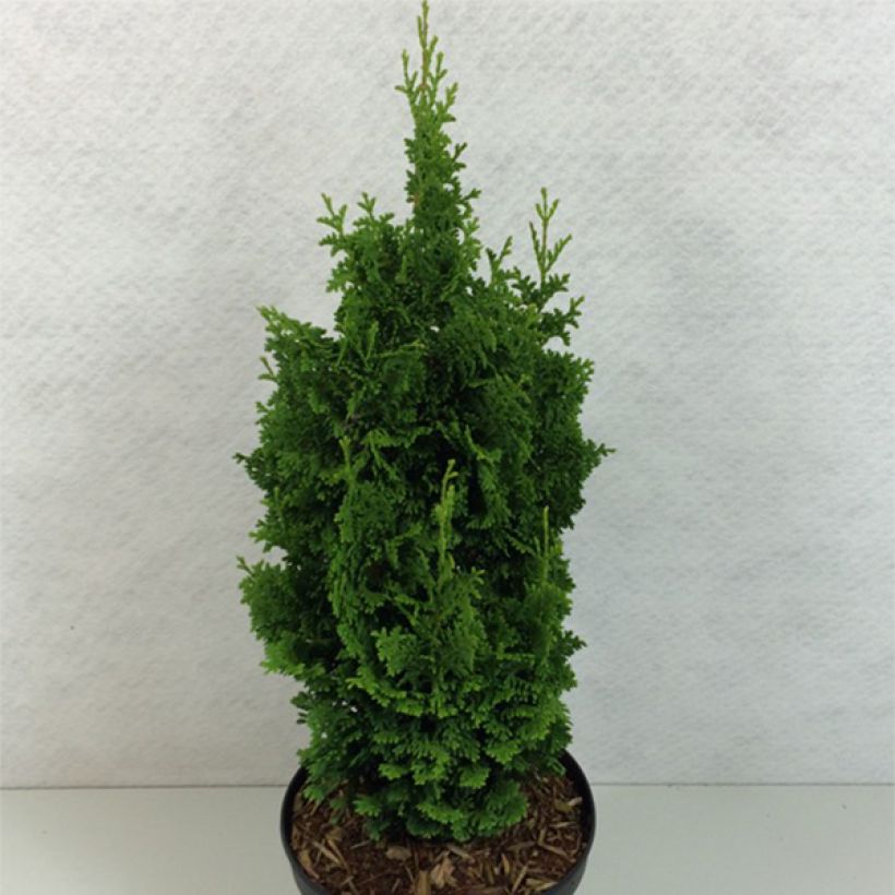 Thuya du Canada - Thuja occidentalis Zmatlik                      (Plant habit)
