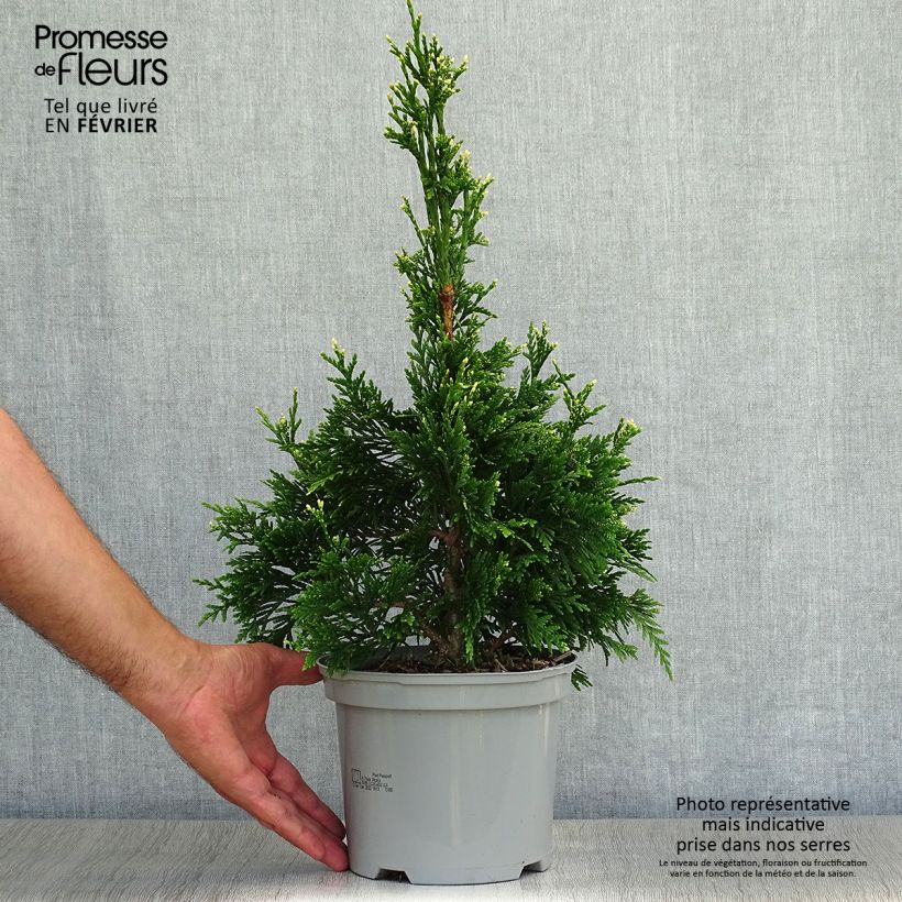 Example of Thuja plicata Can-Can - Thuya compact Pot de 2L/3L as you get in automne