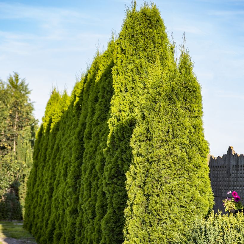 Thuya géant - Thuja plicata Martin (Plant habit)