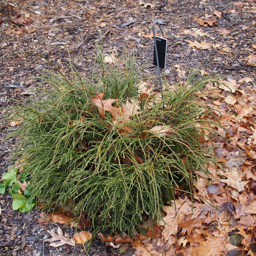 Thuya géant - Thuja plicata Whipcord (Plant habit)