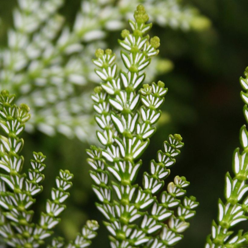 Thujopsis dolobrata Nana (Foliage)