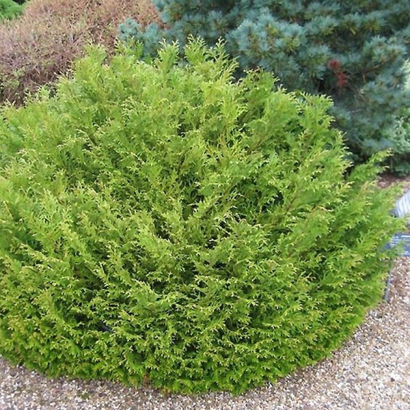 Thujopsis dolobrata Nana (Plant habit)
