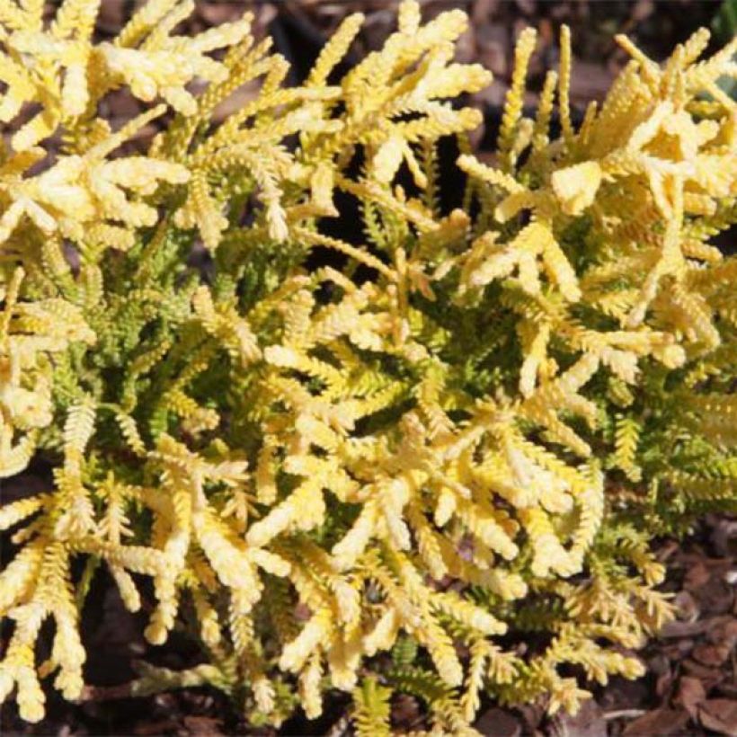 Thuya du Japon - Thujopsis dolobrata Solar Flare (Foliage)
