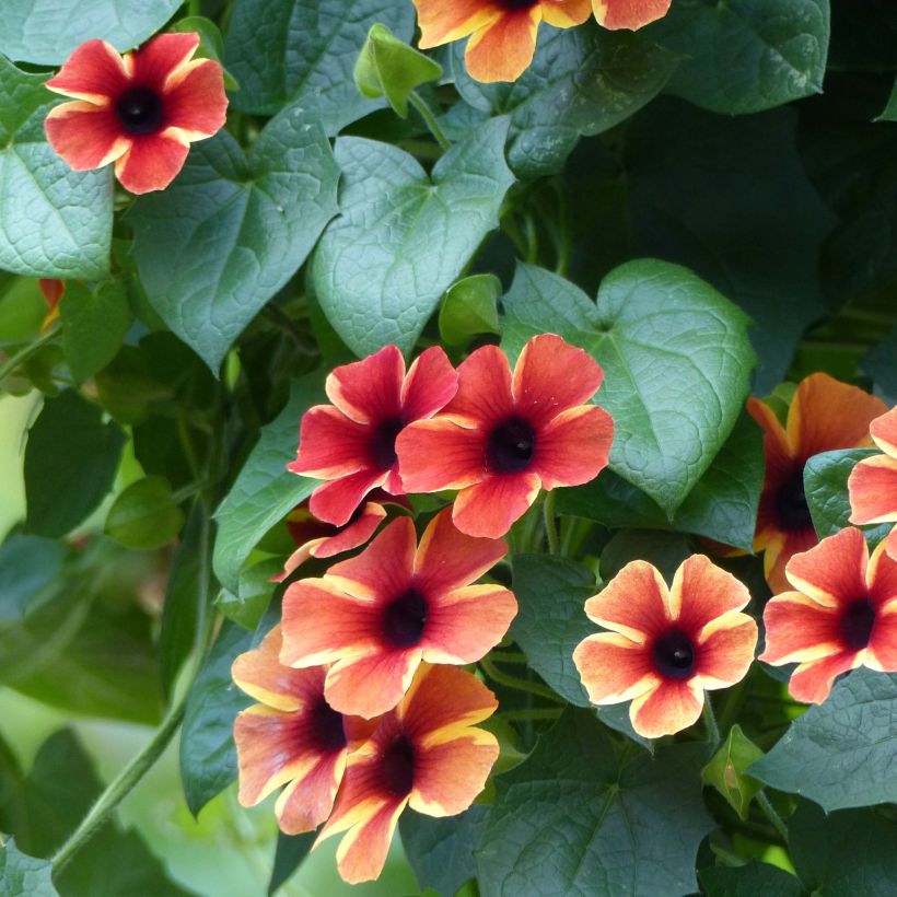 Suzanne-aux-yeux-noirs - Thunbergia Tangerine Slice (Flowering)