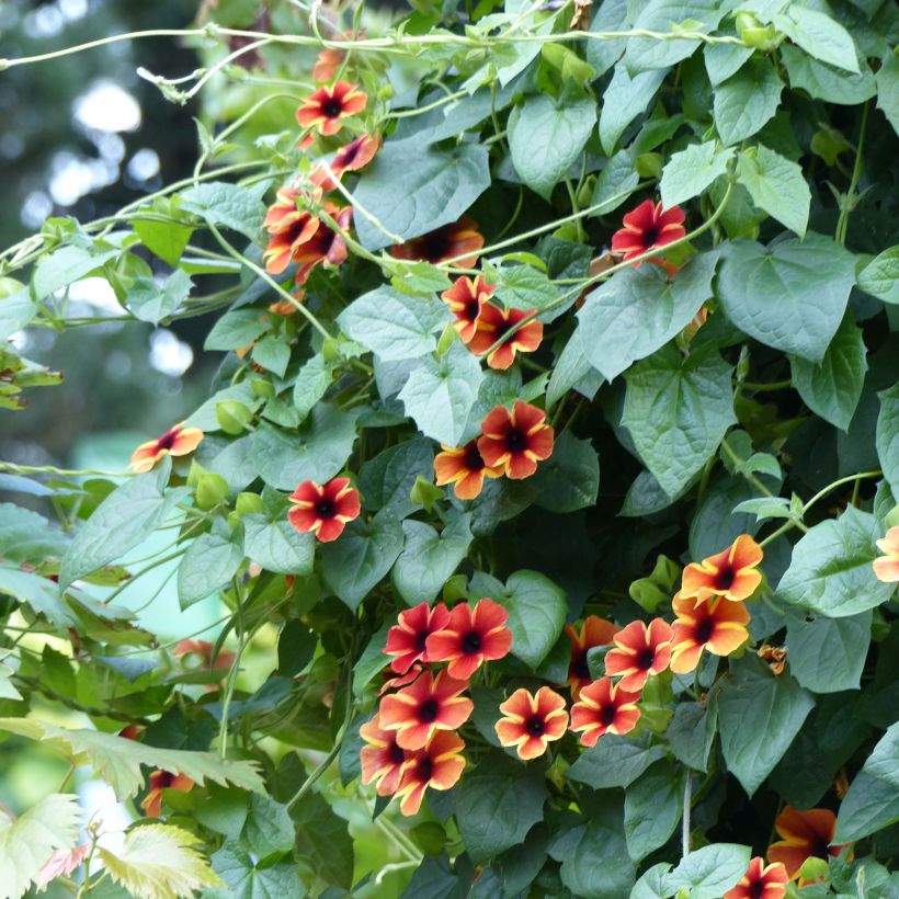 Suzanne-aux-yeux-noirs - Thunbergia Tangerine Slice (Plant habit)