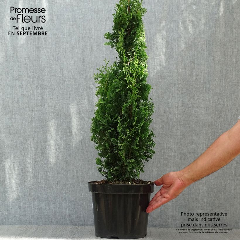 Example of Thuya du Canada - Thuja occidentalis Degroot's Spire Pot de 7,5L/10L as you get in automne
