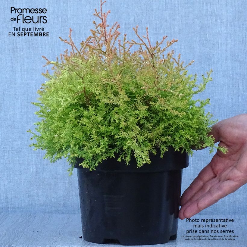 Example of Thuya du Canada - Thuja occidentalis Fire Chief Pot de 2L/3L as you get in automne