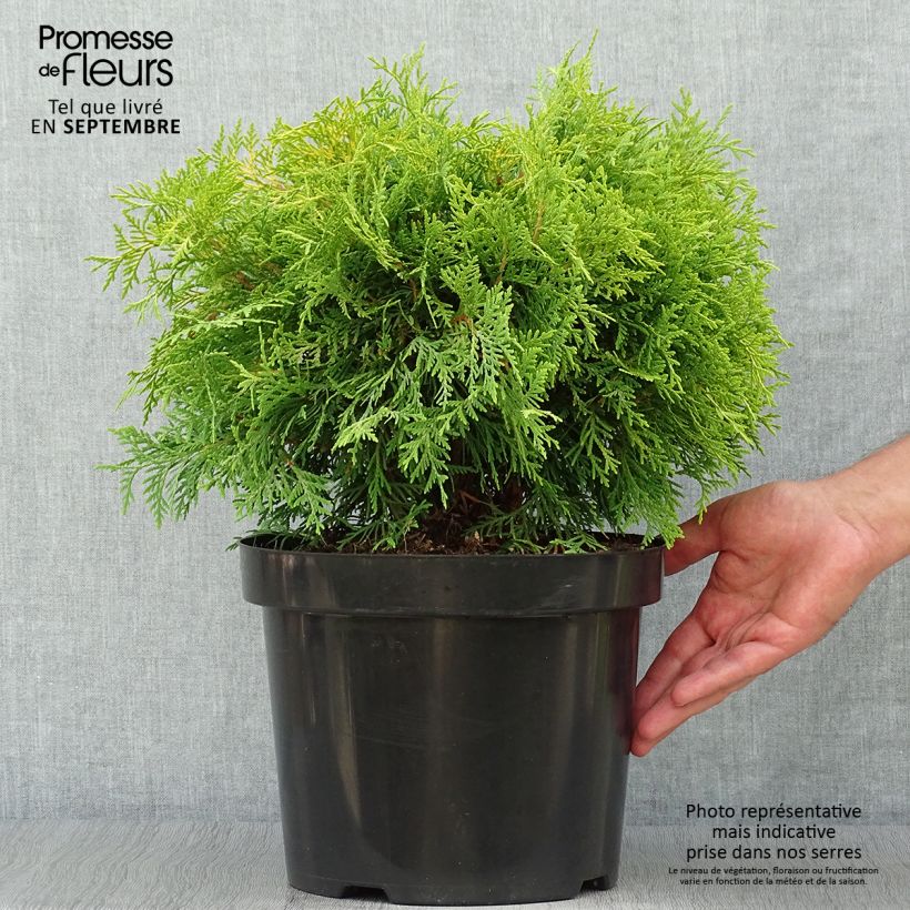 Example of Thuya du Canada - Thuja occidentalis Golden Globe Pot de 7,5L/10L as you get in automne