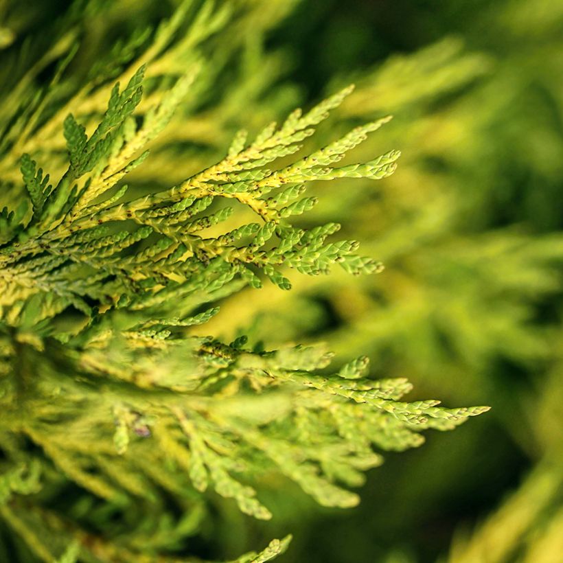 Thuja occidentalis Golden Smaragd - Thuya du Canada (Foliage)