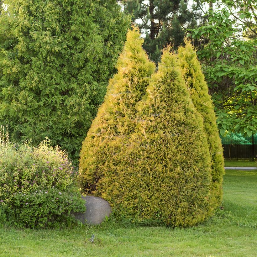 Thuja occidentalis Golden Smaragd - Thuya du Canada (Plant habit)