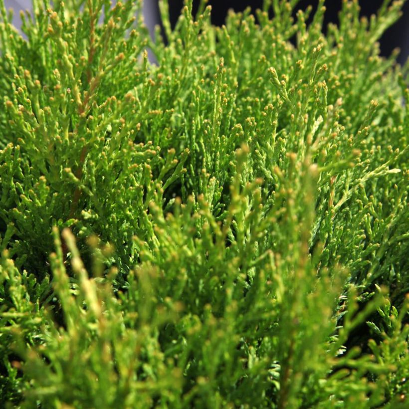 Thuja occidentalis Miky - Thuya du Canada (Foliage)