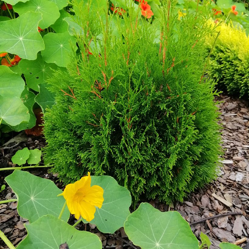 Thuja occidentalis Miky - Thuya du Canada (Plant habit)