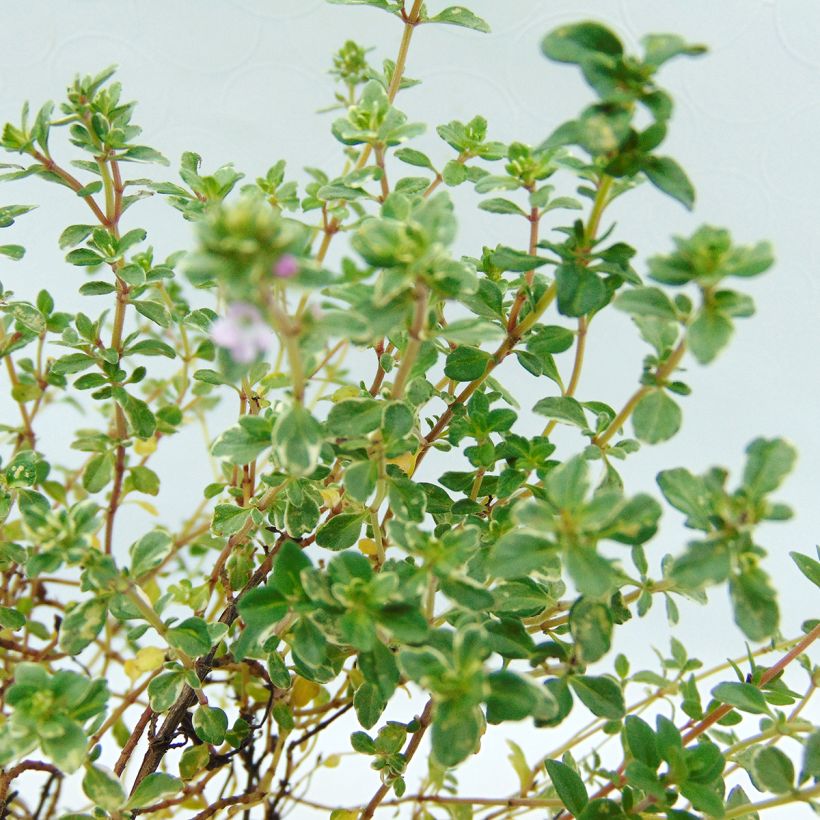 Thym citron Silver Edge BIO - Thymus citriodorus (Foliage)
