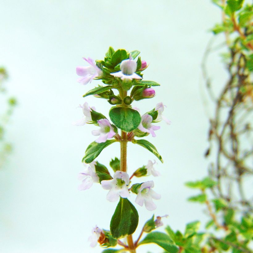 Thym citron Silver Edge BIO - Thymus citriodorus (Flowering)