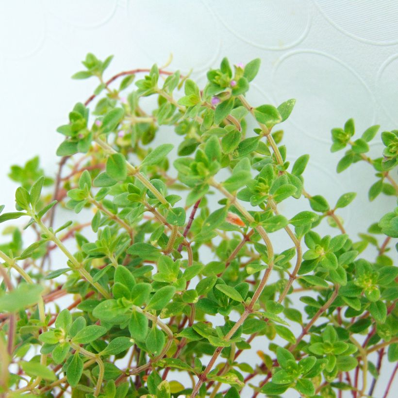 Thym citron BIO - Thymus citriodorus (Foliage)