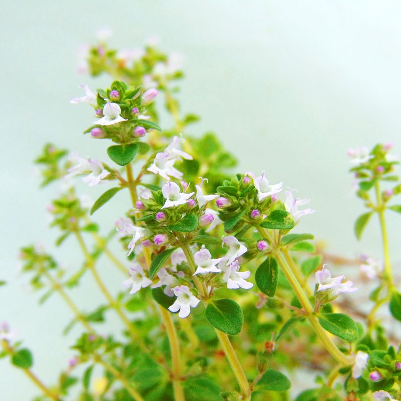 Thym citron BIO - Thymus citriodorus (Flowering)