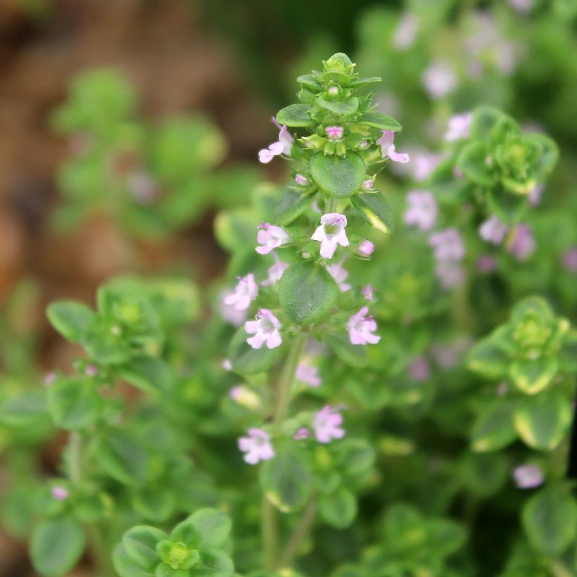 Thym citron panaché - Thymus citriodorus variegated (Flowering)
