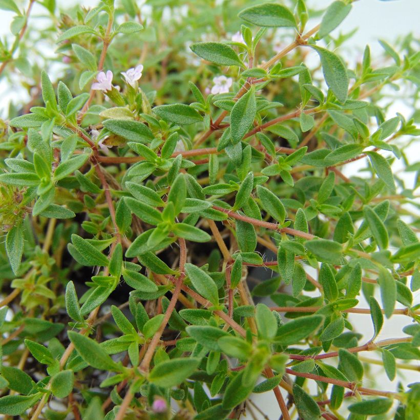Thym de Corse - Thymus herba-barona  (Foliage)