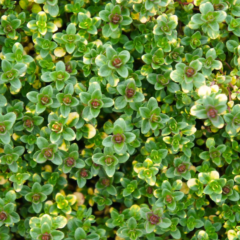 Thym hybride Doone Valley - Thymus (x) citriodorus (Foliage)