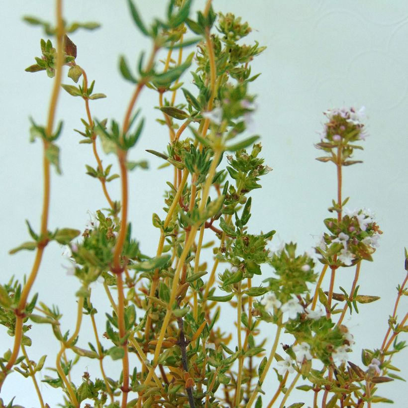 Thym officinal BIO (Foliage)