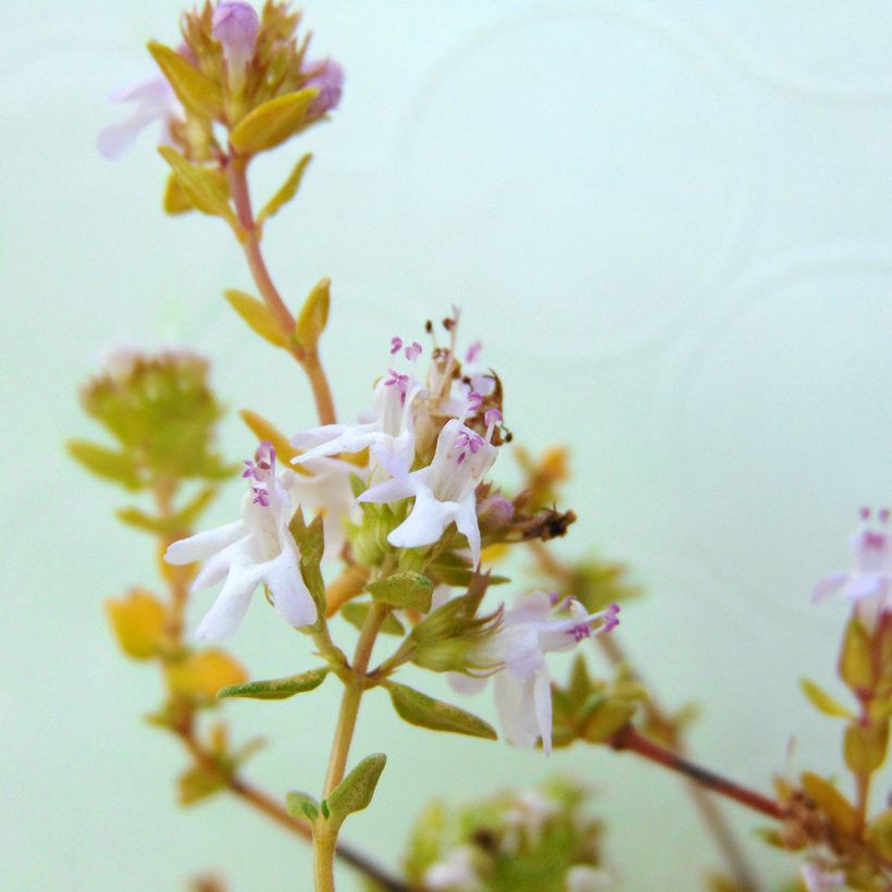Thym officinal BIO (Flowering)